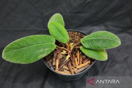 BRIN temukan spesies tanaman lidah kucing baru endemik Sumatera Utara