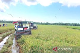 Perluasan pertanian di pesisir Kotim terkendala status kawasan