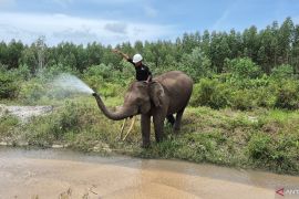 Pemerintah siapkan Inpres untuk selamatkan Gajah Sumatera dan Borneo