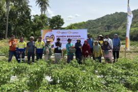 Petani Poboya binaan program CSR CPM panen cabai perdana