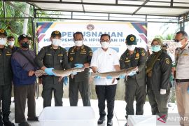 Karantina Jambi musnahkan ikan sapu-sapu Albino guna melindungi ekosistem