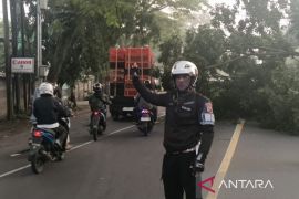 Sempat Lumpuh! Jalur Utama Cianjur-Bandung Kembali Normal Usai Evakuasi Pohon Tumbang