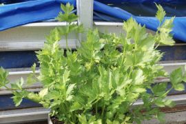 Media sosial jadi referensi utama pelaku swamedikasi