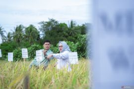 Inovasi sawah Kolaka, panen berulang dari demplot padi berkelanjutan