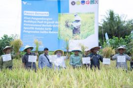 Vale panen demplot padi berkelanjutan di Kolaka