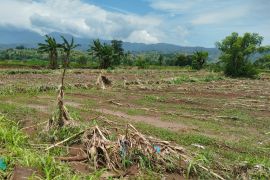 Ratusan hektare lahan pertanian Situbondo rusak akibat banjir