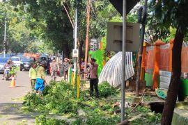 Petugas evakuasi pohon tumbang di Jalan Pakubuwono VI Jaksel