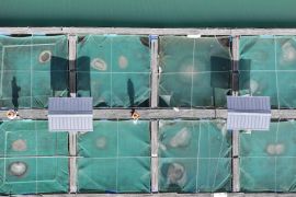 Lembaga riset di China lestarikan hidup ikan langka di Sungai Yangtze