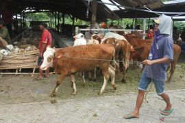 Terdampak pembangunan Bandara KASA Situbondo terima bantuan ternak
