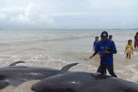 Indonesia rescues 34 stranded pilot whales in East Nusa Tenggara