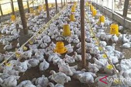 Dinas Peternakan Kalbar pastikan ketersediaan ayam jelang Lebaran