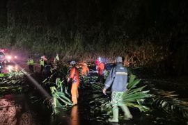 Ngeri! Pemotor Tak Sadarkan Diri Tertimpa Pohon Tumbang di Cadas Pangeran