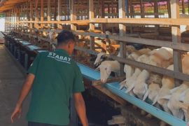 Aliyah Rizq Agriculture - Kerajaan Kejeruan Metar Bilad Deli bersiap sembelih dan bagikan hewan kurban Idul Adha 2026