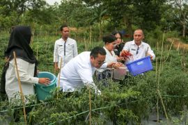 Petani binaan Dinas Ketapang Siantar panen cabai merah dua rante