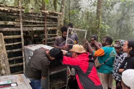 BKSDA Maluku dan BBKSDA Papua Barat melepasliarkan 23 satwa liar endemik ke habitat