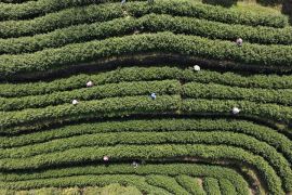 Perkebunan teh di Zhejiang masuki musim panen
