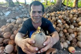 Kementan kembangkan kawasan kelapa 300 hektare di Wonosobo