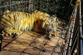 BKSDA Riau amankan seekor harimau masuk kandang jebak di Pelalawan