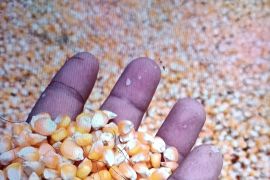 Realisasi penyaluran pupuk subsidi capai 4.831 ton di Pasaman Barat