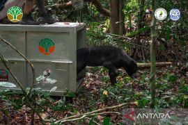 Malayan sun bear rescued from poacher trap released in W Kalimantan