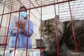 DKPP Surabaya buka layanan titip hewan peliharaan di puskeswan