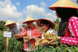 Tanaman cabai program Contract Farming di Siantar panen perdana