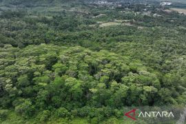 PTAR terapkan rehabilitasi lahan progresif di Tambang Emas Martabe