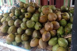 Permintaan buah kelapa muda di Lebak pada Ramadhan tahun ini meningkat