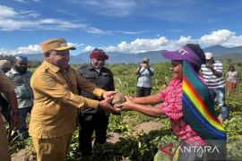 Pemkab Jayawijaya dorong ketahanan pangan lokal bagi warga 328 kampung