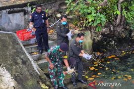 BKHIT lepas liarkan sembilan lobster bertelur di Manokwari