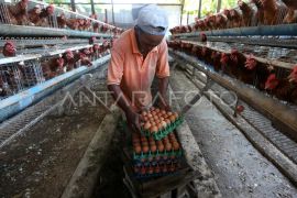 Begini cara Aceh Tamiang bisa swasembada telur