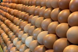 Pemprov Malut pastikan stok telur  aman jelang Lebaran