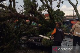 BPBD evakuasi pohon tumbang timpa dua kendaraan di Pasar Atas Curup