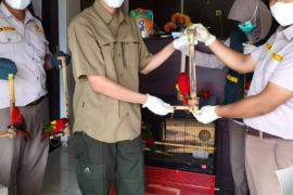 BKSDA Maluku amankan 11 burung paruh bengkok tanpa dokumen di kapal rute Obi-Kendari