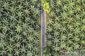 Pemerintah dinilai perlu perkuat diplomasi global hadapi EUDR