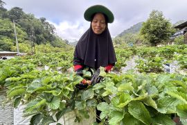 Petani stroberi Agam mulai rasakan pemulihan ekonomi pascabencana
