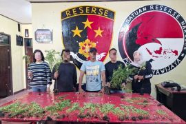 Polres Jayawijaya dalami penemuan 167 pohon ganja di Distrik Hubikiak