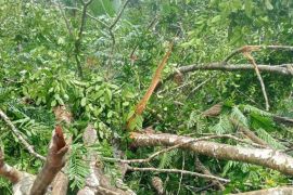 PLN gerak cepat tangani kelistrikan di Manipa Kabupaten Seram Bagian Barat