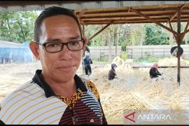 Harga rotan di Kotim anjlok imbas perang Timur Tengah
