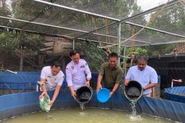 Desa mandiri tumbuh lewat budidaya lele berbasis teknologi