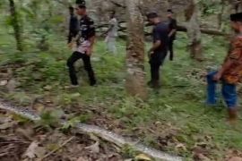 Seorang warga di Kabupaten Batang Hari tewas dililit ular piton