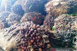 Harga TBS Kaltim naik 0,43 persen karena perbaikan kualitas