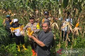 Polsek Cisarua panen jagung, dukung swasembada pangan 2026