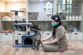 Jelang Lebaran 2026, penitipan kucing di Solo ludes dipesan, ini fasilitas yang ditawarkan