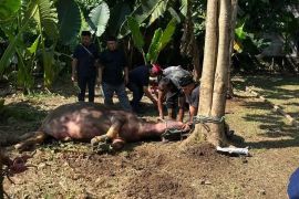 Warga Depok pertahankan Tradisi Kebo Andil jelang Lebaran