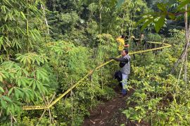Polisi mendalami temuan lahan tanaman ganja di Garut