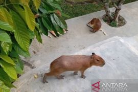 Kapibara, satwa baru Taman Hewan Pematang Siantar jadi daya tarik pengunjung