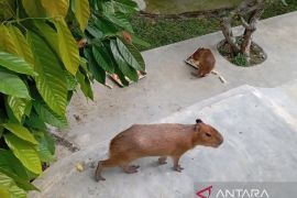 Mas Bro, satwa baru THPS jadi daya tarik pengunjung