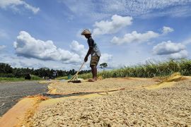 Mentan: Pemerintah perkuat ketahanan pangan mandiri