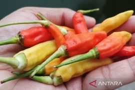 Harga cabai rawit di Sampit tembus Rp180.000 per kg usai Lebaran